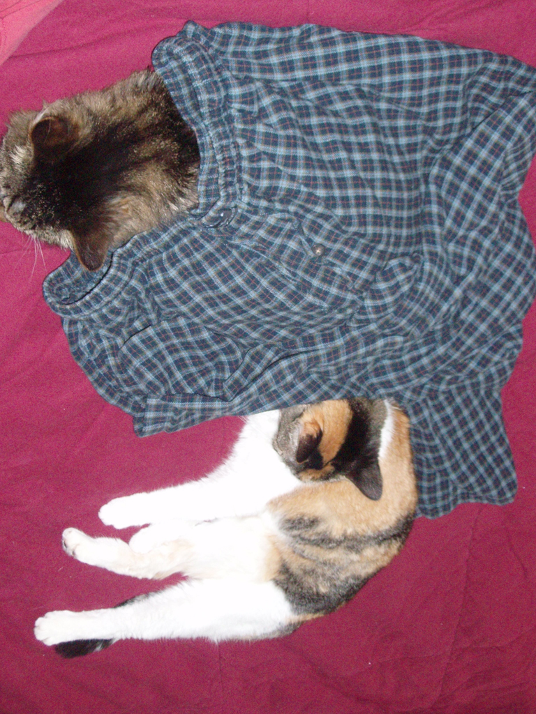 2008_Fall_cats_0259