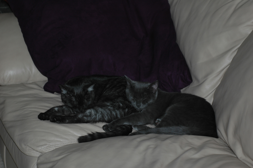 2008_Fall_cats_0272