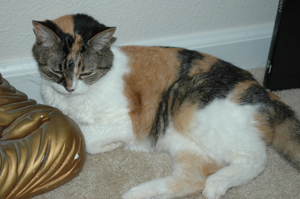 2008_Fall_cats_0291