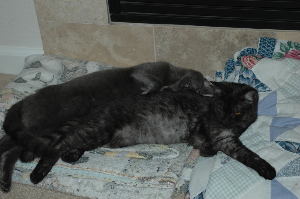 2008_Fall_cats_0293