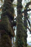 2008_10_30_Mult_Falls_12mi_0025