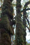 2008_10_30_Mult_Falls_12mi_0026