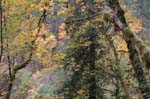 2008_10_30_Mult_Falls_12mi_0036
