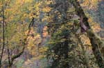 2008_10_30_Mult_Falls_12mi_0037