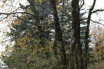 2008_10_30_Mult_Falls_12mi_0087