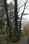 2008_10_30_Mult_Falls_12mi_0088