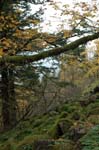 2008_10_30_Mult_Falls_12mi_0100