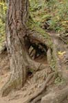 2008_10_30_Mult_Falls_12mi_0101