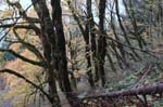 2008_10_30_Mult_Falls_12mi_0102