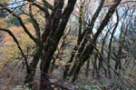 2008_10_30_Mult_Falls_12mi_0103