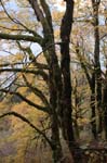 2008_10_30_Mult_Falls_12mi_0104