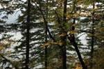 2008_10_30_Mult_Falls_12mi_0110