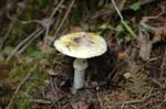 2008_10_30_Mult_Falls_12mi_0128