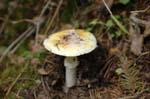 2008_10_30_Mult_Falls_12mi_0129