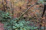 2008_10_30_Mult_Falls_12mi_0130