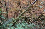 2008_10_30_Mult_Falls_12mi_0131