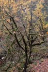 2008_10_30_Mult_Falls_12mi_0153