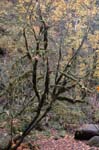2008_10_30_Mult_Falls_12mi_0154