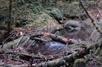 2008_10_30_Mult_Falls_12mi_0172