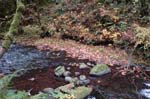 2008_10_30_Mult_Falls_12mi_0189