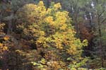 2008_10_30_Mult_Falls_12mi_0194