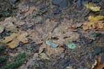 2008_10_30_Mult_Falls_12mi_0232