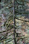 2008_10_30_Mult_Falls_12mi_0234