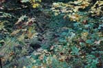 2008_10_30_Mult_Falls_12mi_0251