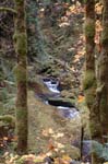 2008_10_30_Mult_Falls_12mi_0256