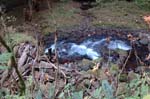2008_10_30_Mult_Falls_12mi_0265