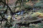 2008_10_30_Mult_Falls_12mi_0293