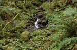 2008_10_30_Mult_Falls_12mi_0298