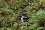 2008_10_30_Mult_Falls_12mi_0299