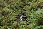 2008_10_30_Mult_Falls_12mi_0300