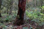 2008_10_30_Mult_Falls_12mi_0317