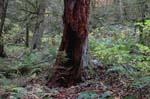 2008_10_30_Mult_Falls_12mi_0318