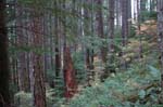 2008_10_30_Mult_Falls_12mi_0394