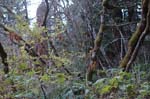 2008_10_30_Mult_Falls_12mi_0396