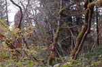 2008_10_30_Mult_Falls_12mi_0397