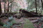 2008_10_30_Mult_Falls_12mi_0401