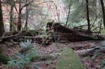 2008_10_30_Mult_Falls_12mi_0402