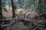 2008_10_30_Mult_Falls_12mi_0403