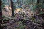 2008_10_30_Mult_Falls_12mi_0404