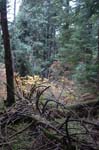 2008_10_30_Mult_Falls_12mi_0406