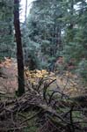 2008_10_30_Mult_Falls_12mi_0407