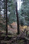 2008_10_30_Mult_Falls_12mi_0409