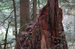 2008_10_30_Mult_Falls_12mi_0413