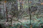 2008_10_30_Mult_Falls_12mi_0414