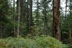 2008_10_30_Mult_Falls_12mi_0416