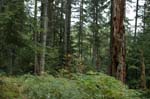 2008_10_30_Mult_Falls_12mi_0417